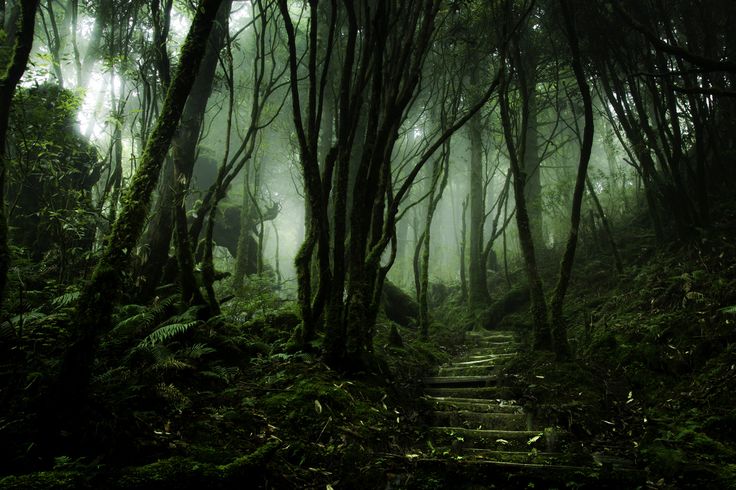 12 Of The Most Mysterious Forests In The World