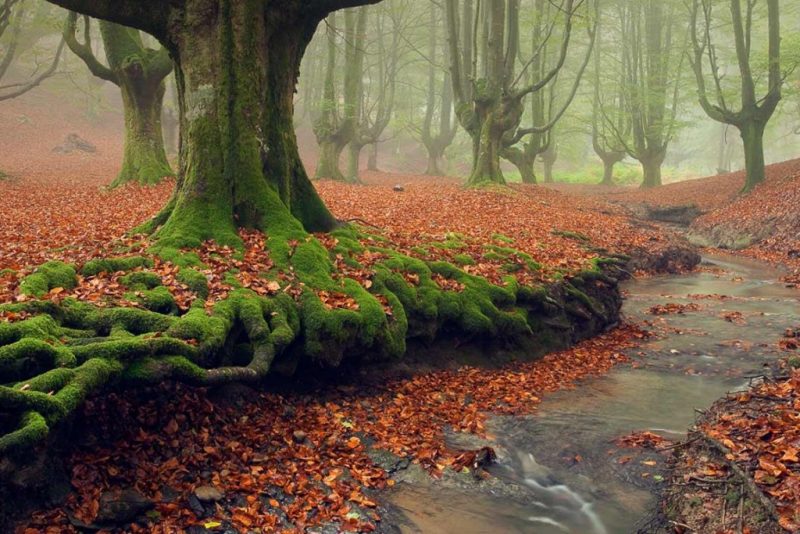 12 Of The Most Mysterious  Forests  In The World