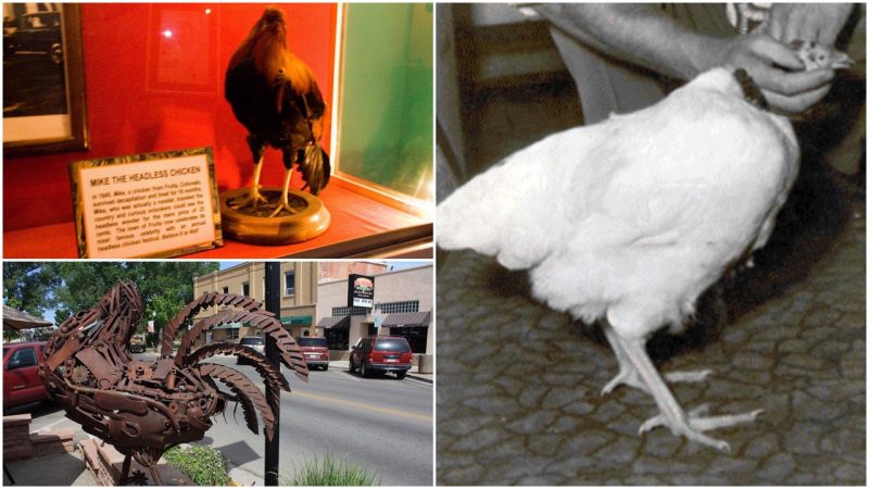 the-chicken-that-lived-for-18-months-without-a-head