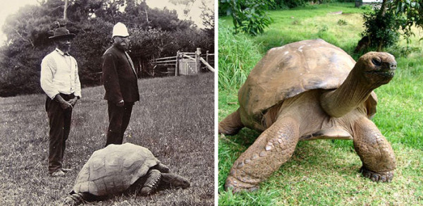 This is Jonathan, 182-year-old giant tortoise from St.Helena & the ...