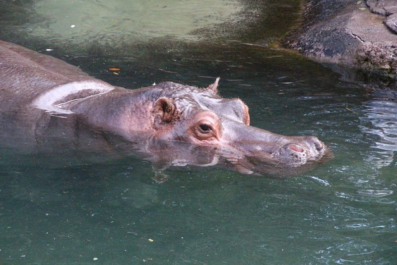 Pablo Escobar's pet African hippos: They outlived him, made Colombia ...