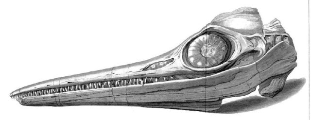 Drawing from an 1814 paper Source:Wikipedia/public domain