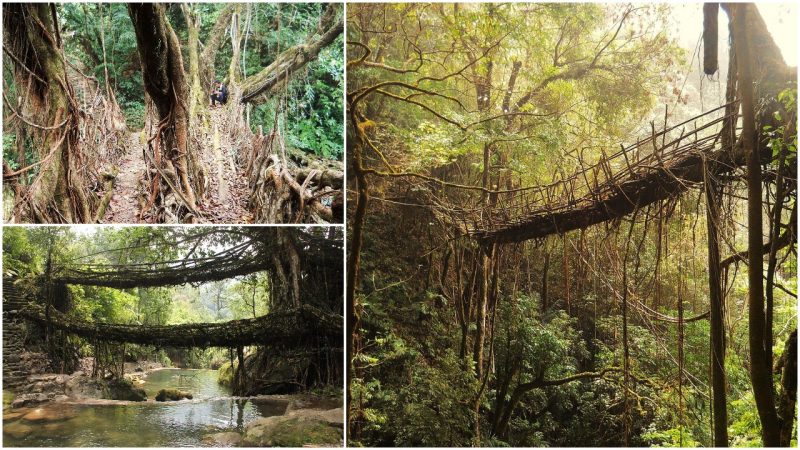 living-root-bridges-the-suspension-bridges-in-india-handmade-from-the