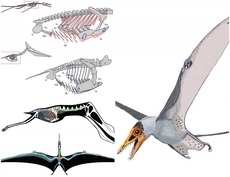 Discovered: 200 Million-year-old Skull Of A New Species Of Pterosaur Is ...