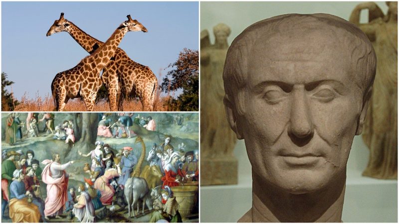 Julius Caesar brought the first giraffe to Europe, the Romans called it