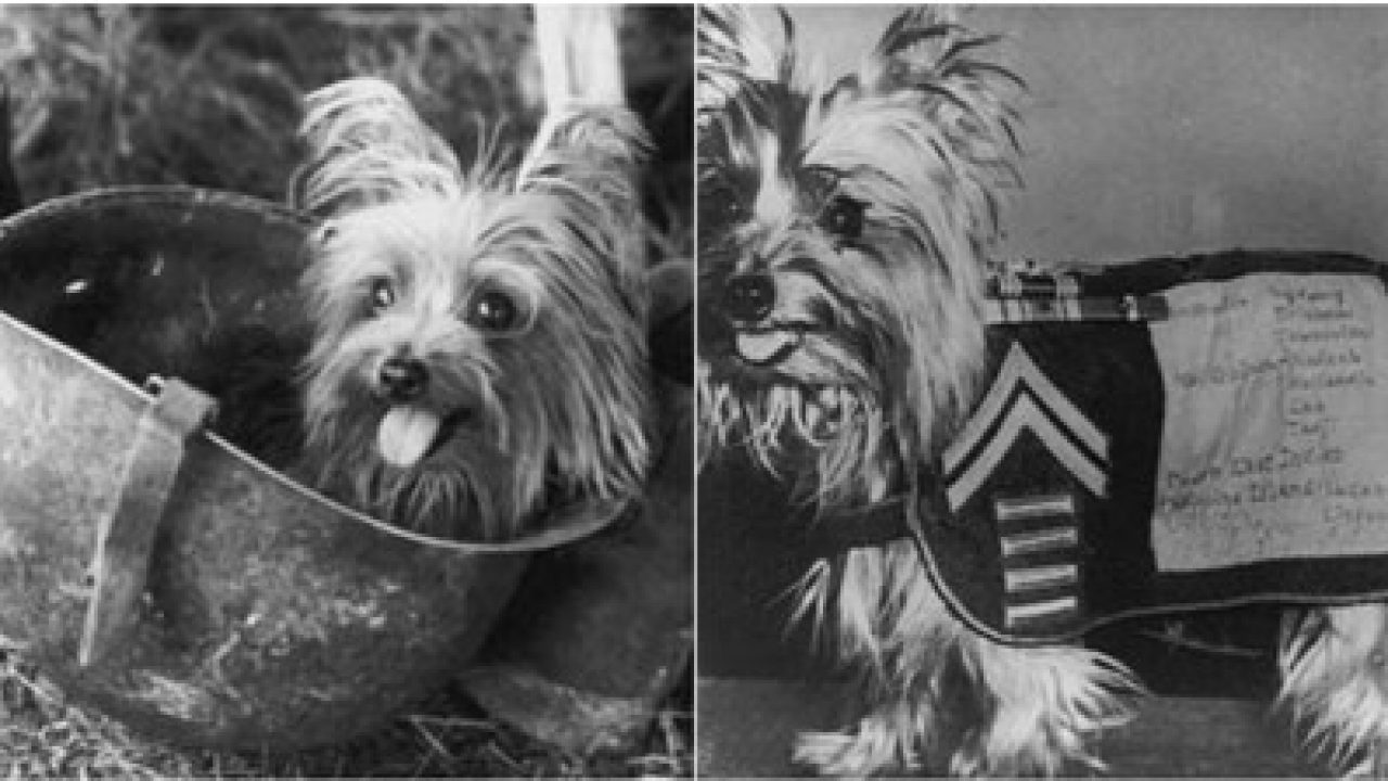 first yorkshire terrier