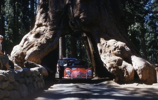 The 2,300 year-old Wawona Tunnel Tree in Yosemite National Park - The ...