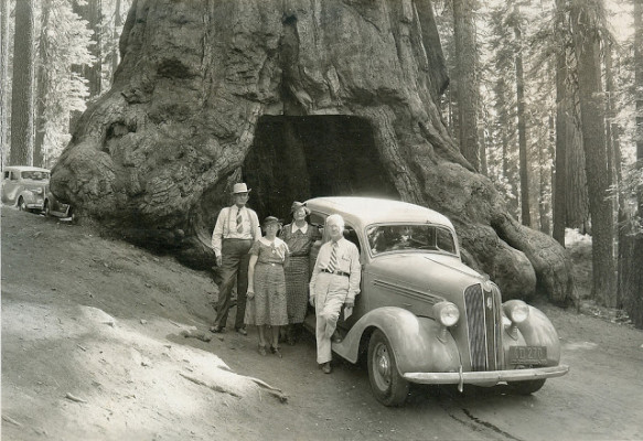 The 2,300 year-old Wawona Tunnel Tree in Yosemite National Park - The ...