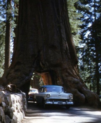 The 2,300 year-old Wawona Tunnel Tree in Yosemite National Park - The ...