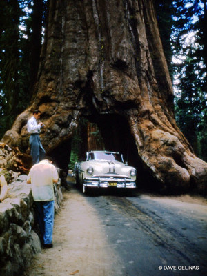 The 2,300 year-old Wawona Tunnel Tree in Yosemite National Park - The ...