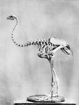 The giant extinct upland Moa of New Zealand - The Vintage News