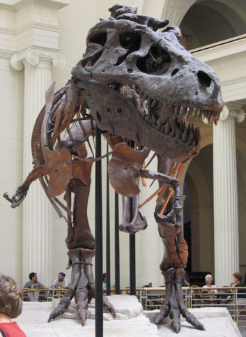 Sue is the largest, best preserved and most complete T-Rex fossil ever ...