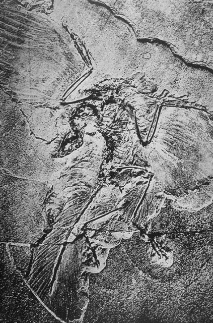 berlin specimen archaeopteryx