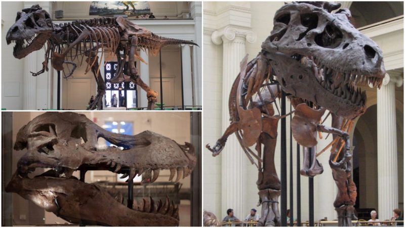 t rex fossils