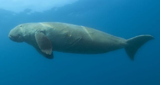 Discovered in the Bering Sea, the huge, monogamous Steller's sea cow