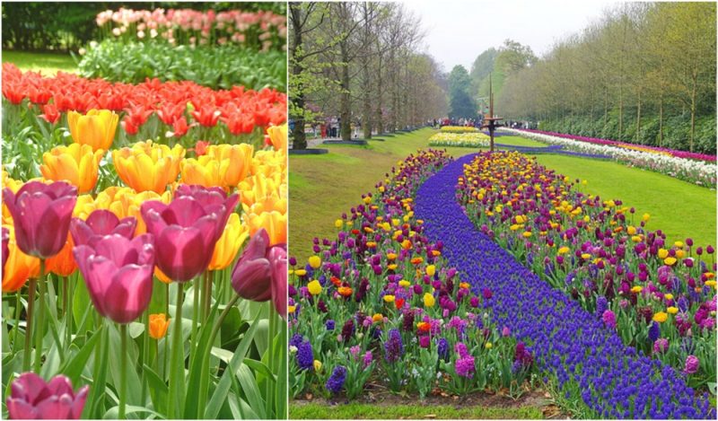 This Garden Has More Than 7 Million Bulbs In Bloom With A Total Of