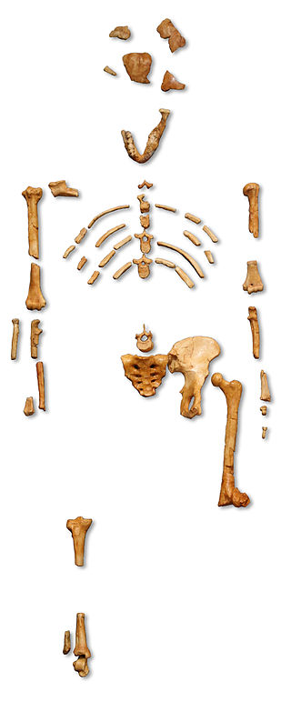 Lucy Australopithecus A Female Skeleton Estimated To Be Million