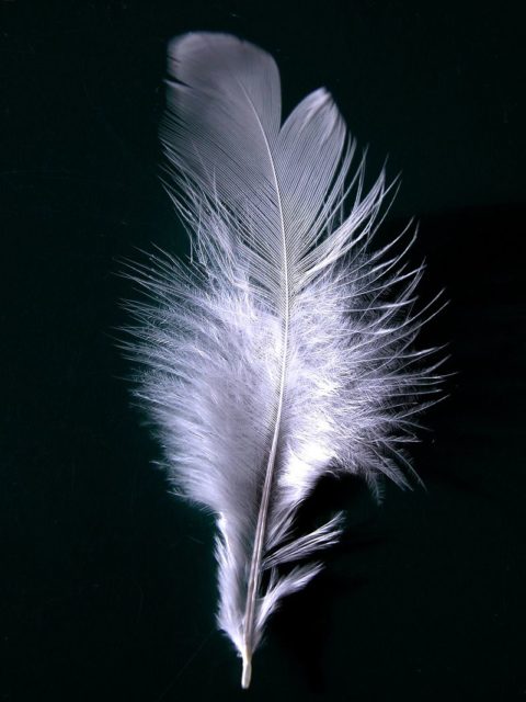 suffragettes-pinned-a-white-feather-as-a-symbol-of-cowardice-onto-men