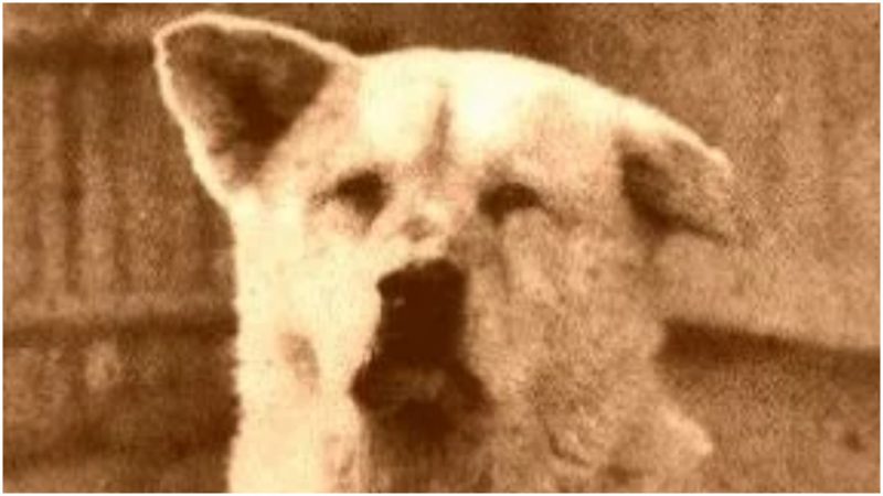 hachiko.jpg