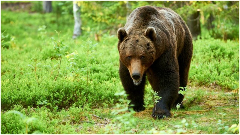 The Sankebetsu brown bear incident of 1915 was the worst bear attack in ...