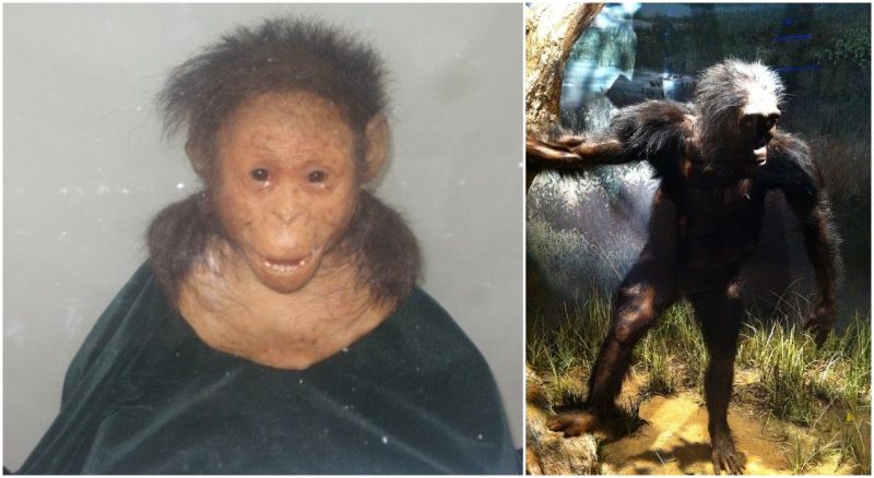 Lucy's baby: The world's oldest known child, and one who climbed trees