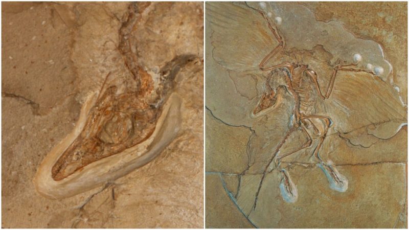 berlin specimen archaeopteryx