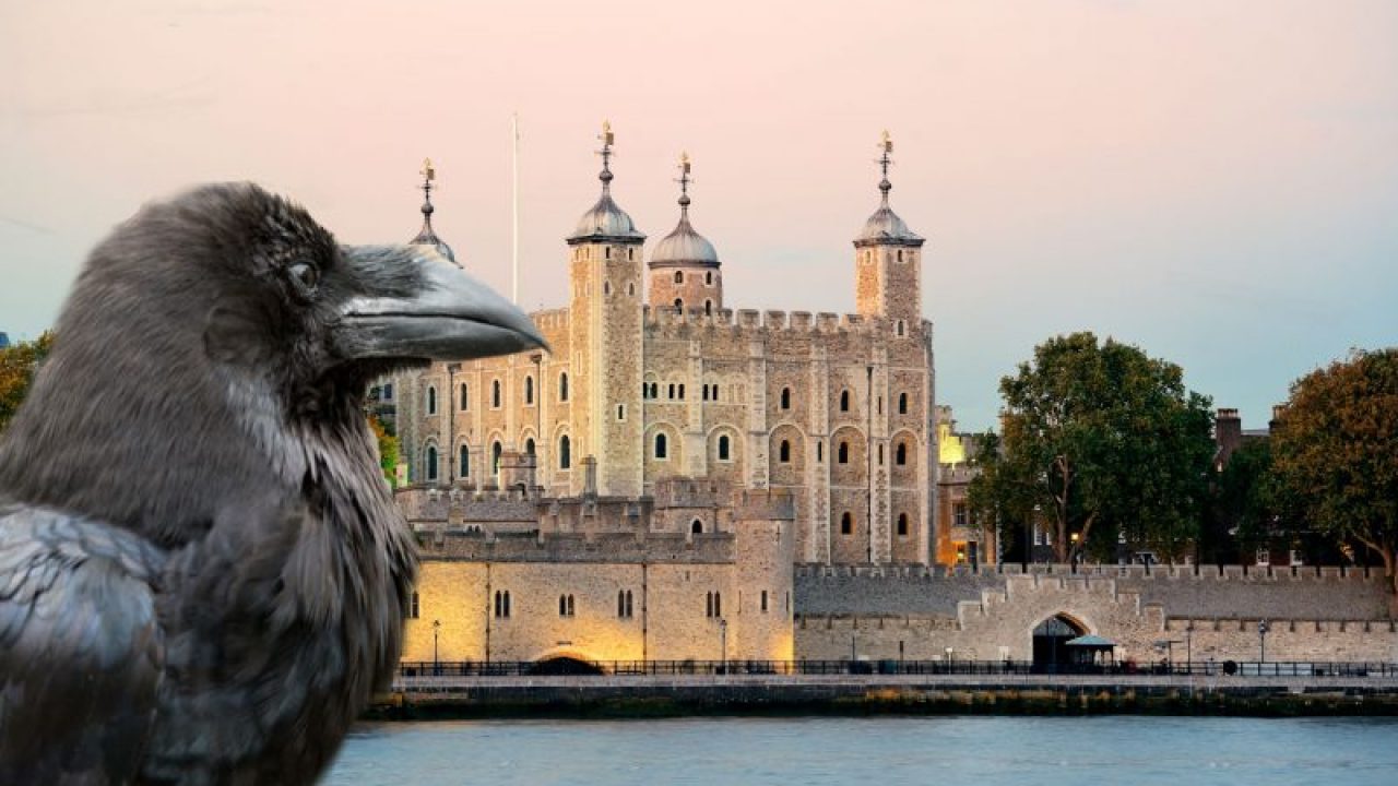 The Ravens Of The Tower Of London Guardians Of The Crown Her Majesty S Royal Palace