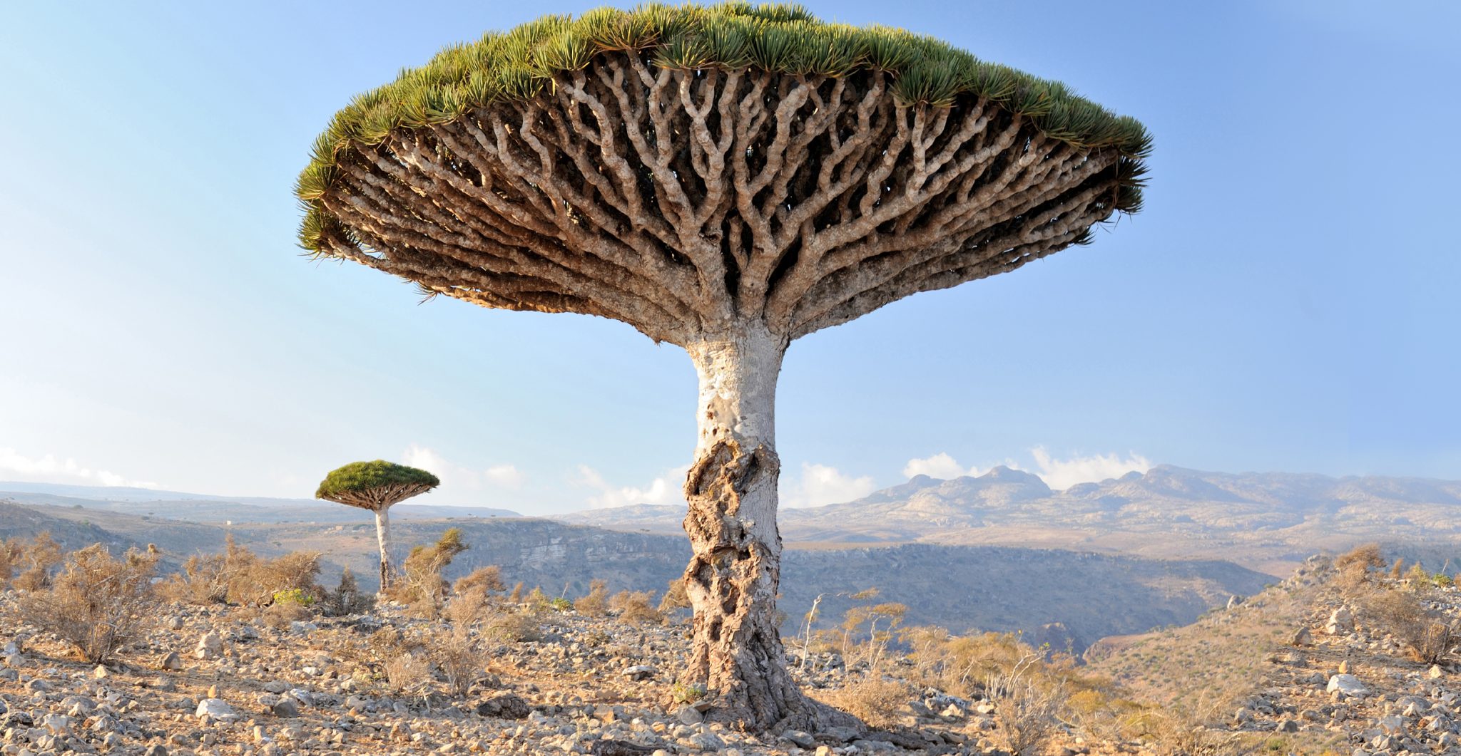 The Lost World Of Socotra One Of The Most Alien Looking Places On Earth