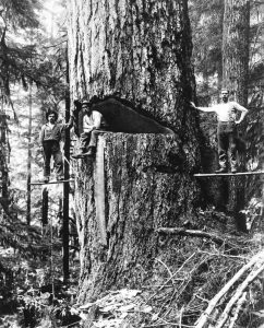 Photos: The Golden Age of Lumberjacks and Giant Redwoods they Battled