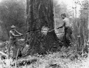 Photos: The Golden Age of Lumberjacks and Giant Redwoods they Battled