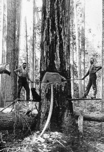 Photos: The Golden Age of Lumberjacks and Giant Redwoods they Battled