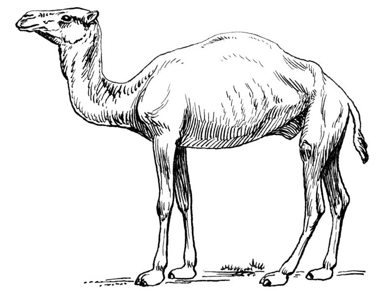 Were Camels Native to North America? The Evidence Says Yes. - The