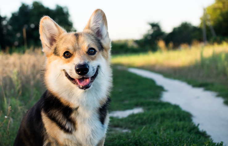 The Remarkable Turnspit Dog, A Breed Specially Designed To Help In The 