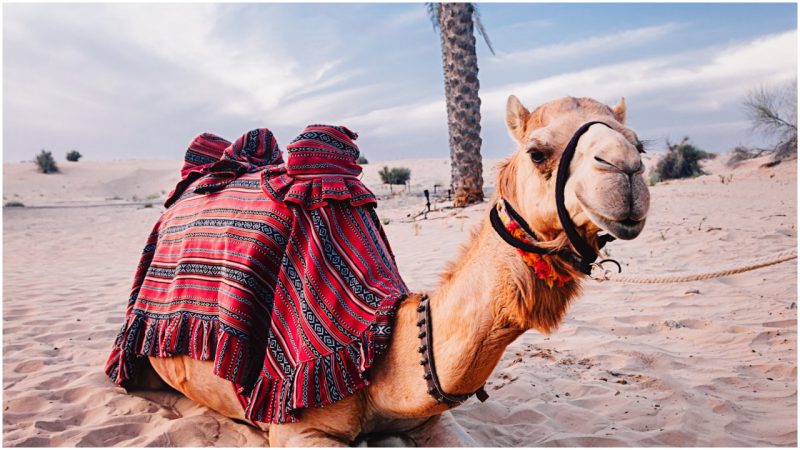 Were Camels Native to North America? The Evidence Says Yes. - The