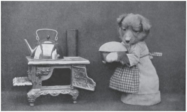 The Remarkable Turnspit Dog A Breed Specially Designed To Help In The Kitchen