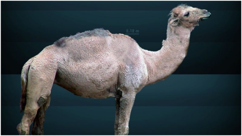 Were Camels Native to North America? The Evidence Says Yes. - The