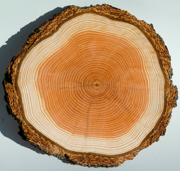 Tree Rings are Used to Accurately Date Cataclysmic Prehistoric Events ...