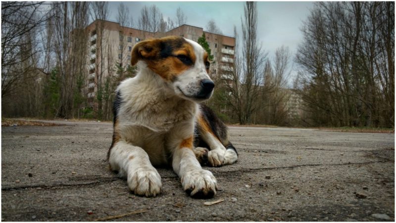 The Radioactive Dogs of Chernobyl are Being Brought Back