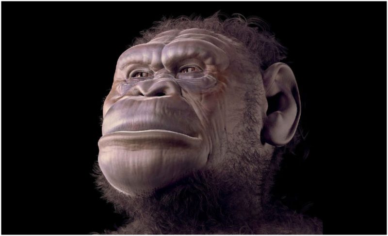 Missing Link Evolution Examples