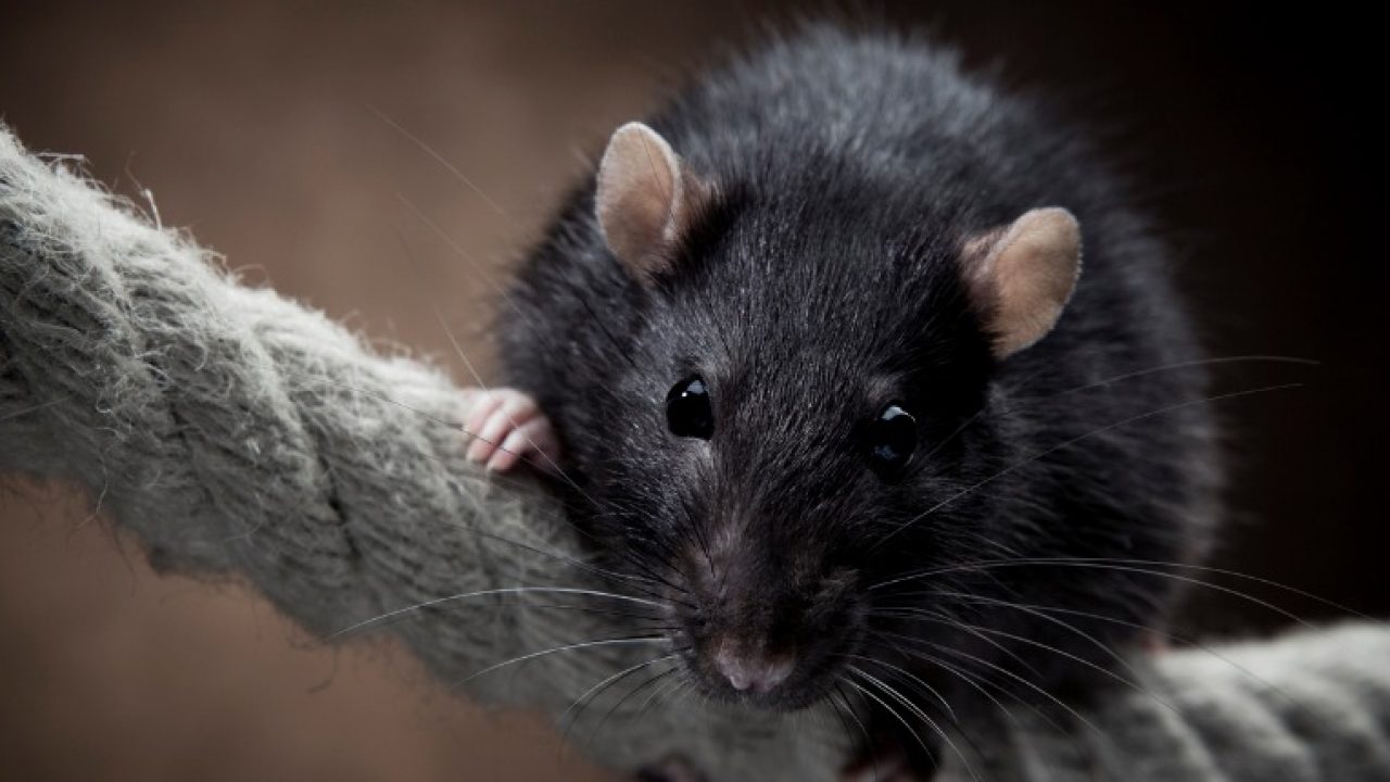 The Rats Who Were Put On Trial And Even Had Their Own Lawyers