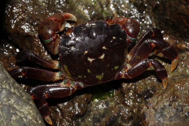 Unique species of crabs went extinct due to a military-sponsored dike