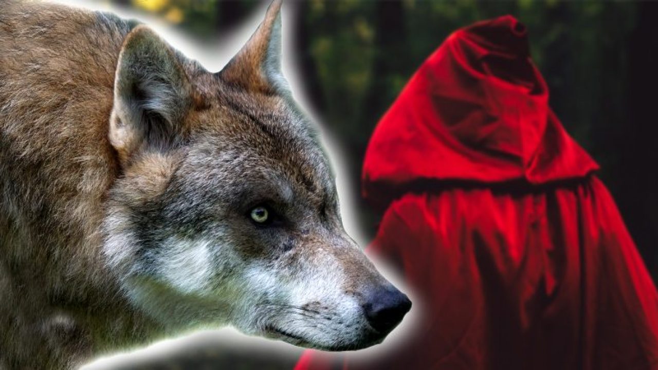 The Dark Original Story Of Little Red Riding Hood Is Illicit And Decadent