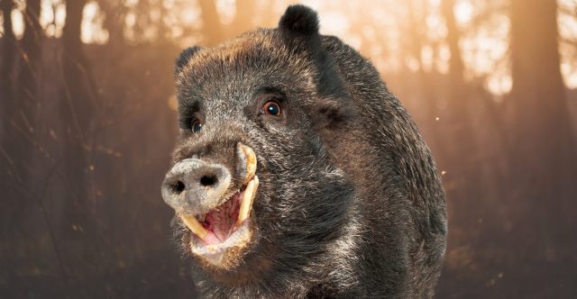 Hungry Wild Boars in Tuscany eat $22,000 of Cocaine to Foil Drug Dealers