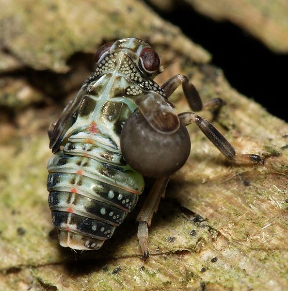 Issus coleoptratus nymph