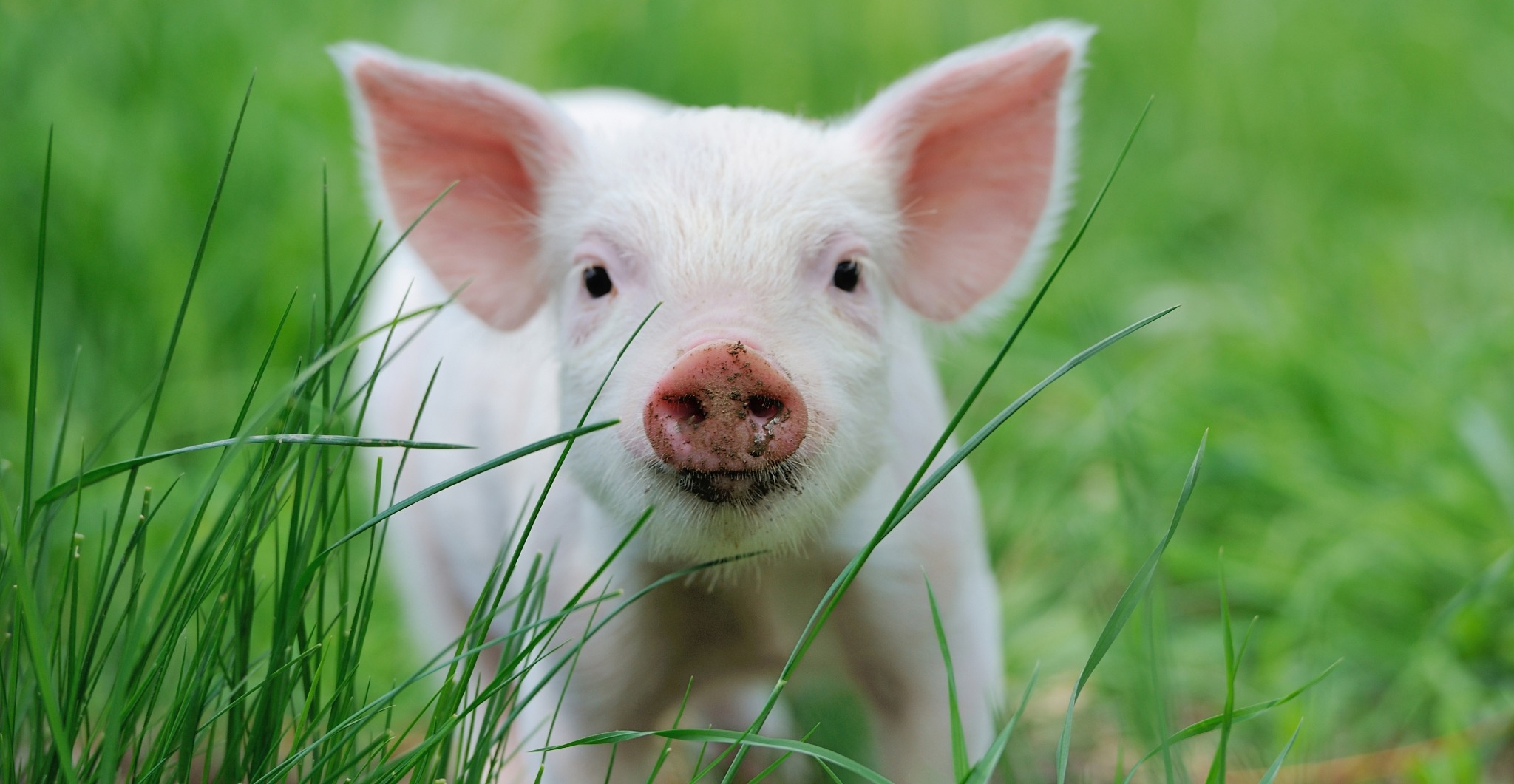 ceremonial-site-found-where-ancient-irish-gathered-for-huge-pig-feasts