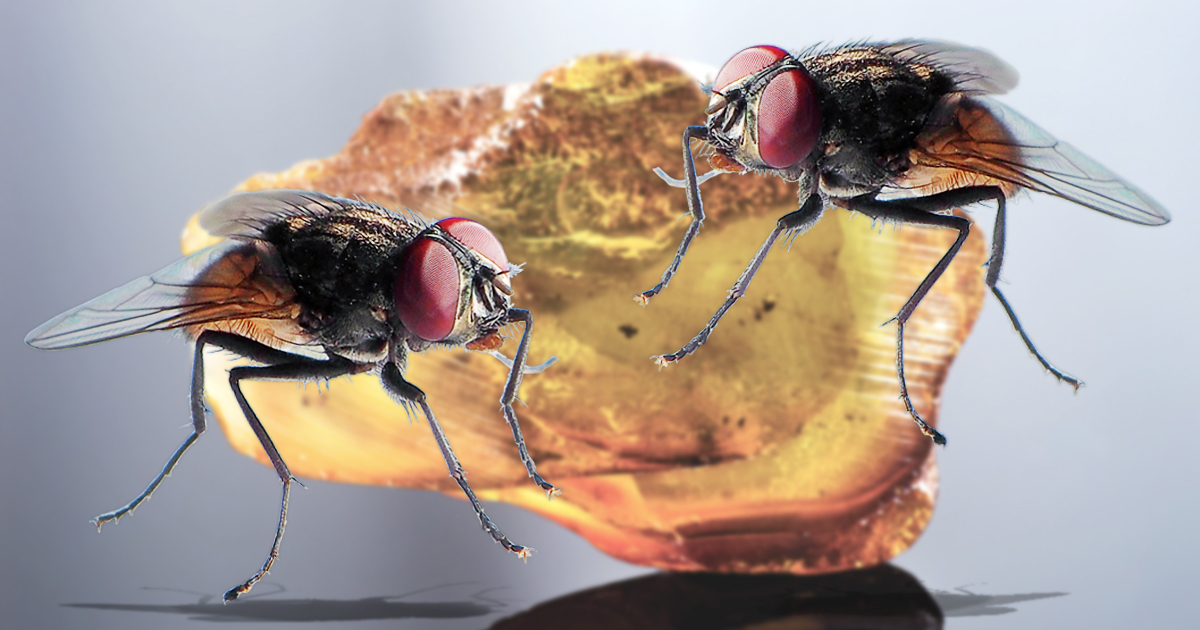 Caught in the Act: Prehistoric Flies Trapped in Amber While MATING ...