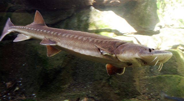 Five Hundred Year Old Atlantic Sturgeon Found In Danish Shipwreck - The ...