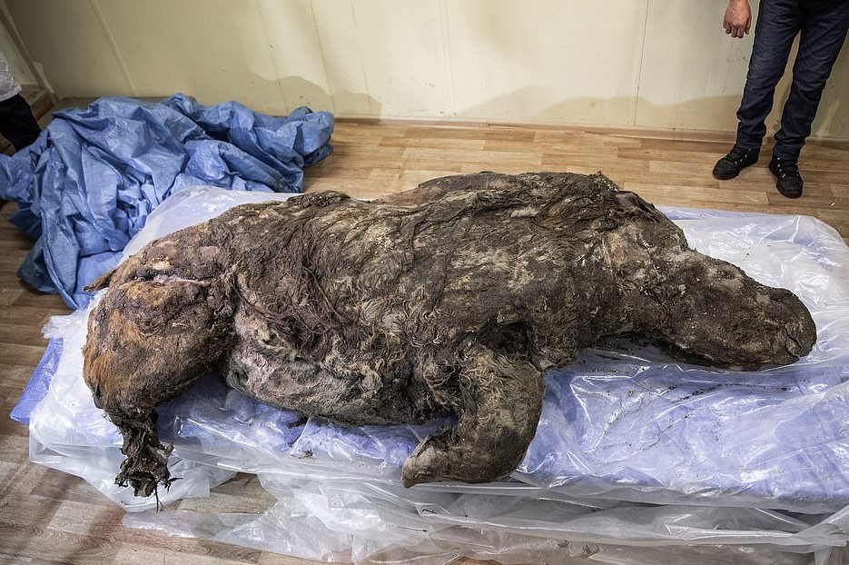 35,000 Years Later, Frozen Woolly Rhino Discovered