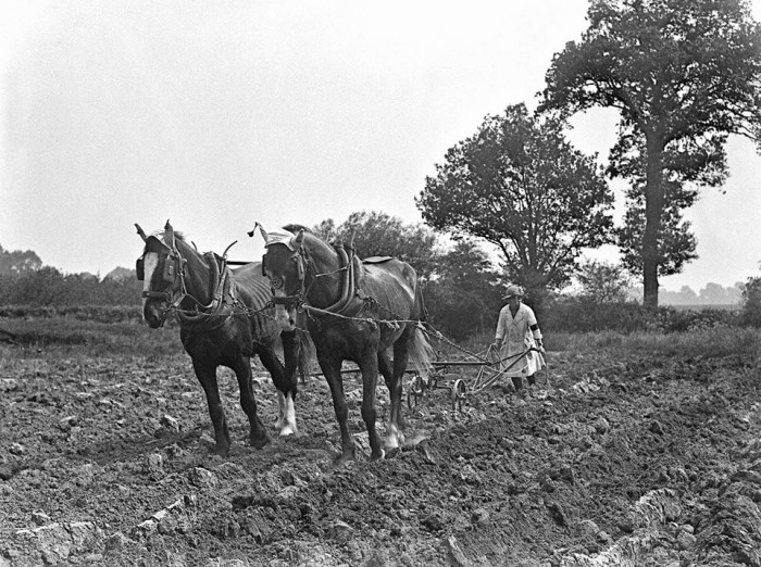 The women who took care of farming during WWII-Interesting photos show ...