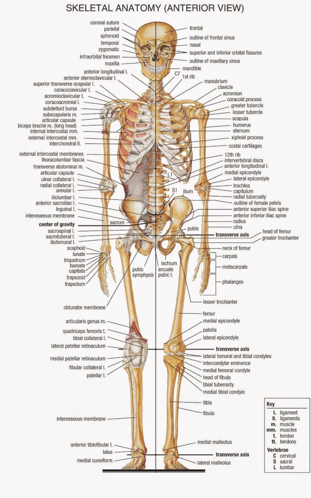 Quick Tips: How to Estimate the Chronological Age of a Human Skeleton ...